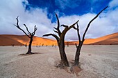 Deadvlei, Sossusvlei Salt Pan, Namib Naukluft National Park, Namibia, Africa.