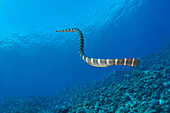 katuali or flat-tail sea snake (Laticauda schistorhynchus) is a sea snake, related to the sea krait, found only in the waters of the Pacific Island nation of Niue.