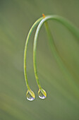 Raindrops on pine needles, Greater Sudbury, Ontario, Canada.