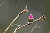 Anna´s Hummingbird (Calypte anna), Morro Bay State Park, California, USA.