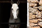caballo blanco en su corral, Sa granja, municipio de Esporlas,Mallorca, balearic islands, spain, europe.