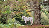 Connemara white Horse, Galway county Ireland Galway.