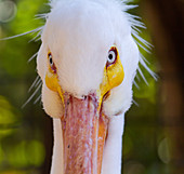 Close-up of a Great White Pelican.