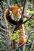 Red Panda (ailurus fulgens) up in tree