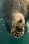 Large paw of a Polar Bear as it is swimming in the cold waters