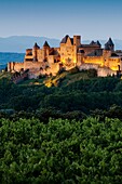 Vineyards and medieval fortified town at dusk, Carcassonne, Aude, Languedoc-Roussillon, France, Europe