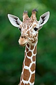 Reticulated Giraffe (camelopardalis reticulata), young, captive, Germany