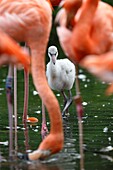 American flamingo, red flamingo, Chick, (Phoenicopterus ruber), captive, Germany