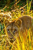 Female lion walking through the bush, Kwara Camp, Okavango Delta, Botswana.