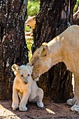 A white lion mother and cub, Lion Park, Johannesburg, South Africa. The white lion is a rare color mutation of the Timbavati region of South Africa.