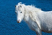 A Welsh pony is seen by a lake on the Mynydd Epynt moorland, Powys, Wales, UK.