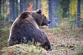 Brown Bear (Ursos arctos), in boreal pinewood in autumn, Finland.