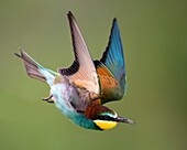 Bee-eater (Merops apiaster), flying, Bulgaria.