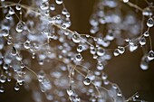 Dewdrops in autumn, hanging on drought plant, Bavaria, Germany.