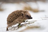 Hedgehog (Erinaceus europaeus), woke up from winter sleep, walking in snow, Bavaria, Germany.