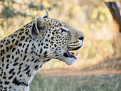 Namibia, Okonjima Nature Reserve, Portrait of Leopard