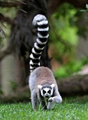 Ring Tailed Lemur, Lemur catta