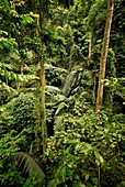 Rainforest of FRIM in Kepong near Kuala Lumpur, Selangor, Malaysia.