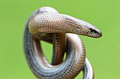 Close-up on slow worm head (Anguis fragilis), France.