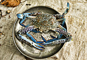 blue swimmer crabs in the crab market on Koh Sukorn island in Thailand.