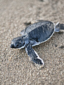 baby green turtle (Chelonia mydas) makes its way to sea for the first time, Meru Betiri National Park, Sukamade Beach, Java, Indonesia.