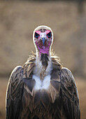 Vulture, Tenerife, Canary Islands, Spain