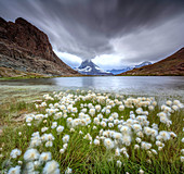 Cotton grass on lake Riffelsee while a thunderstorm hits the Matterhorn Zermatt Canton of Valais Switzerland Europe.