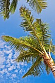 Palm tree, Phu Quoc island, Vietnam.