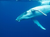 Humpback whale (Megaptera novaeangliae). Tonga islands. Polynesia.