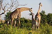 Botswana, Africa - A family of Giraffe´s (Giraffa camelopardalis) in the wild.