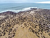 Cape Cross, Namibia, Africa - Cape Fur Seals at Seal reserve along coast.