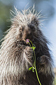 Cute porcupine (Erethizon dorsatum) feeding on some flowers, captive, California, USA