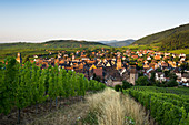 Dorf und Weinberge bei Sonnenaufgang, Riquewihr, Elsass, Frankreich
