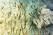 Top view of school of fish from crystal clear waters of Plitvice Lakes - Croatia, Plitvice National Park