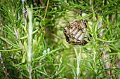 Detail of a wasp nest with wasps in a conifer - Croatia, Island Krk