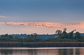 Cranes in the sky while the sun setting over the Lake Rangsdorf - Germany, Brandenburg, Rangsdorf
