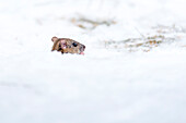 Maus schaut zur Winterzeit mit dem Kopf aus dem Schnee - Deutschland, Brandenburg, Rangsdorf