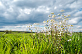 Tages-Langzeitbelichtung einer Wildwiese mit typischer Heide-Vegetation im Vordergrund bei Wind und Wolken - Deutschland, Brandenburg, Spreewald