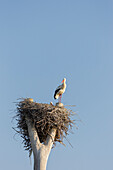 Weißstorch im Nest, Marchegg, Marchauen, Niederösterreich, Österreich