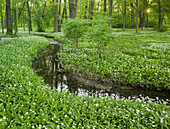 blühender Bärlauch, Laxenburger Park, Laxenburg, Niederösterreich, Österreich