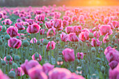 Schlafmohn (Papaver somniferum), Pottendorf, Niederösterreich, Österreich