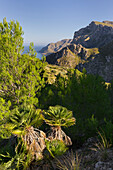Blick zum Cap Farrutx, Betlem, Mallorca, Balearen, Spanien