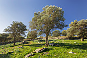 Olivenhain, Ermita de Betlem, Mallorca, Balearen, Spanien