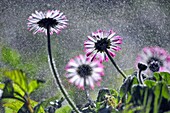 Daisy flowers, waterdroplets, backlit.