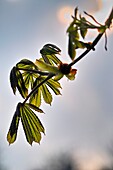 Spring growth on horse chestnut tree.
