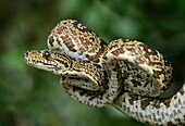 Amazon Tree Boa (Corallus hortulanus), Boa family (Boidae), Amazon rainforest, Yasuni National Park, Ecuador.