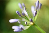 soft focus beautiful purple agapanthus in bud - african lily.