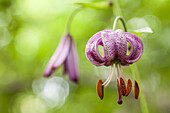 Turk´s cap lily or Martagon - Lillium Martagon -, Naturel Parc de la Chartreuse, Savoie, Rhône-Alpes, France.