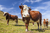 Cows producing the famous Beaufort cheese, National Park of La Vanoise, Savoie, Rhône-Alpes, France.