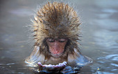 Monkey in a natural onsen (hot spring), located in Jigokudani Monkey Park, Nagono prefecture,Japan.